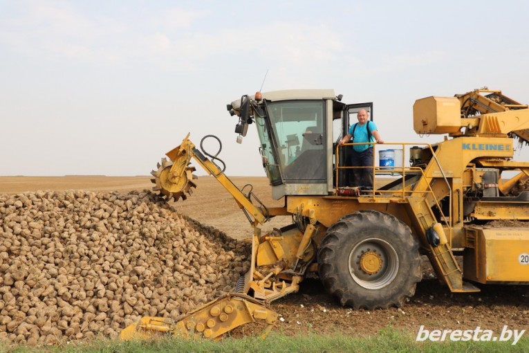 На Берестовитчине в самом разгаре уборка сахарной свеклы