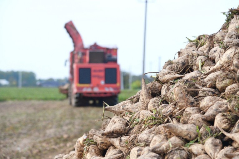 В КСУП «Воронецкий» активно приступили к уборке сахарной свеклы