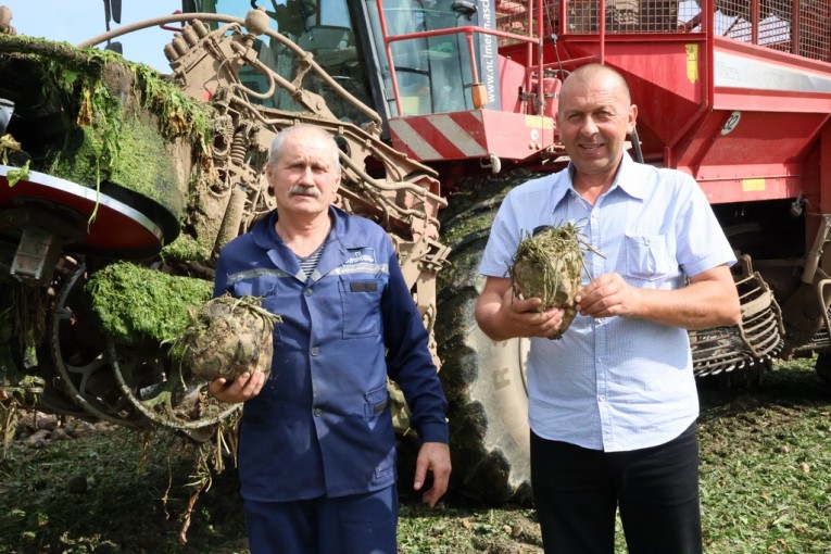 Осень — сладкая пора! На Берестовитчине активно идет уборка сахарной свеклы